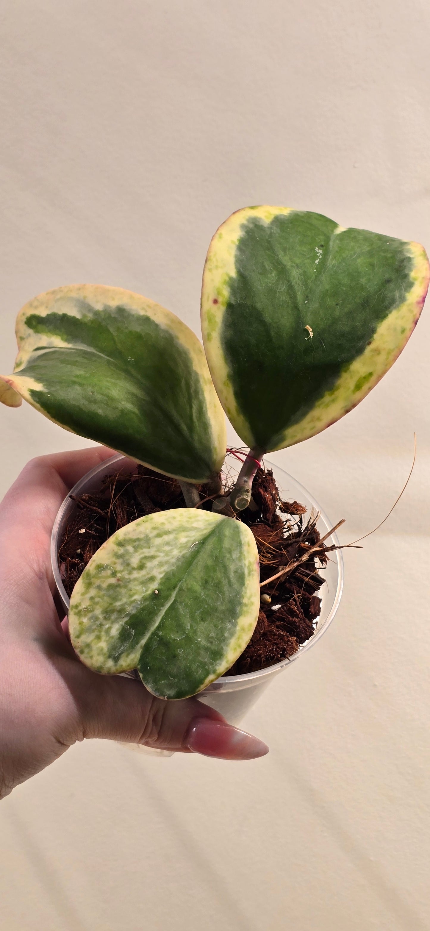 Hoya Kerrii Albomarginata Spot