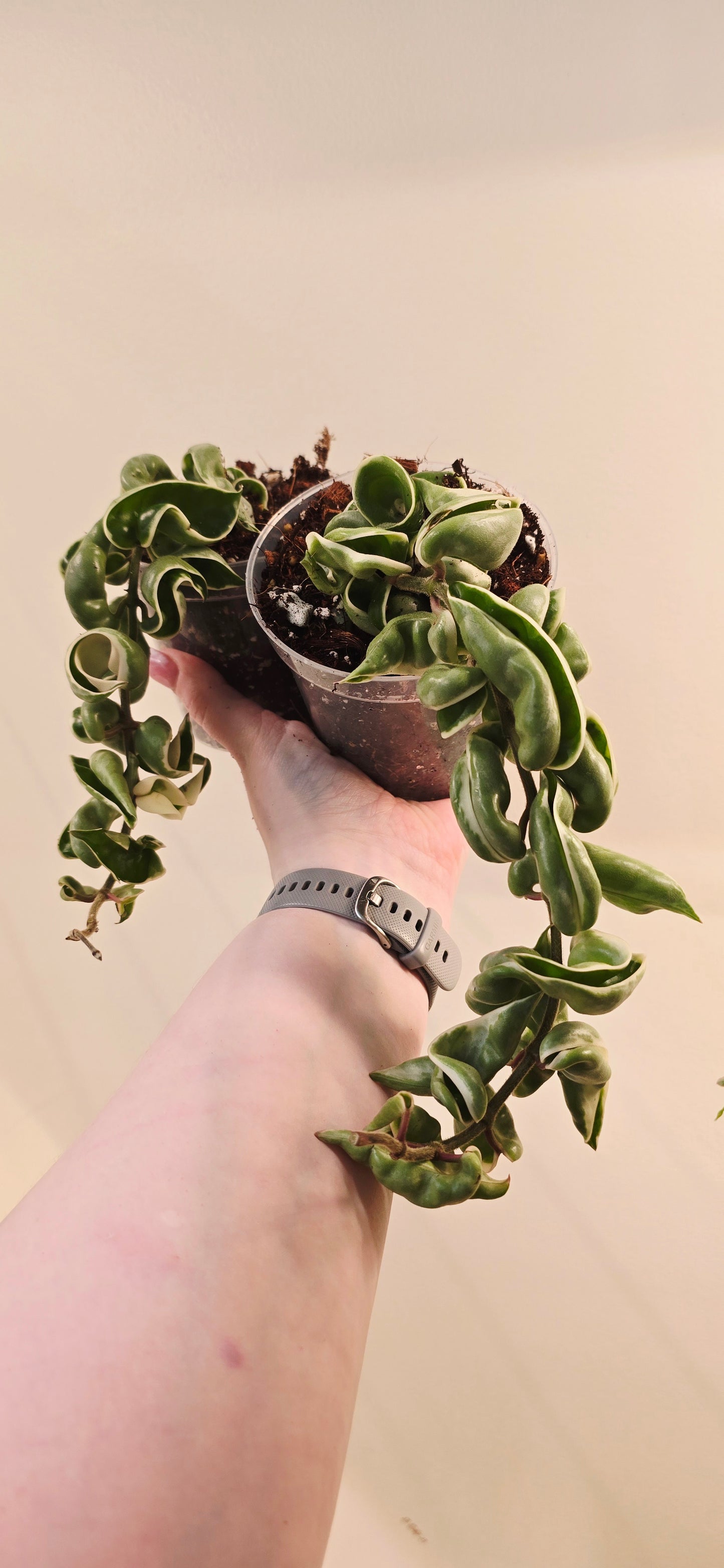 Hoya Carnosa Compacta Albomarginata (Hindu Rope)