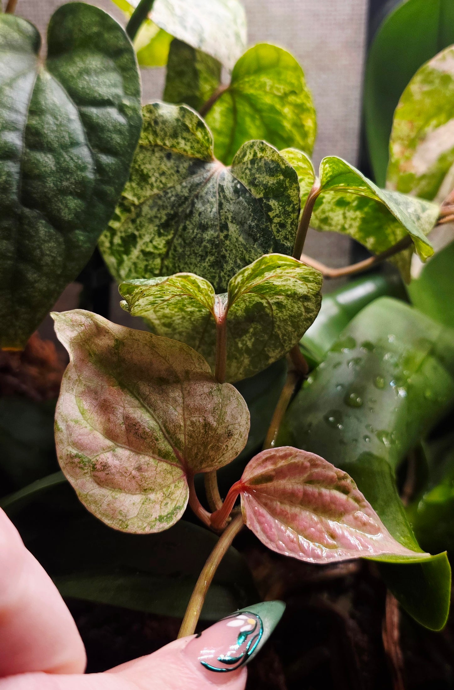 Piper Nigrum Variegata (High Color)