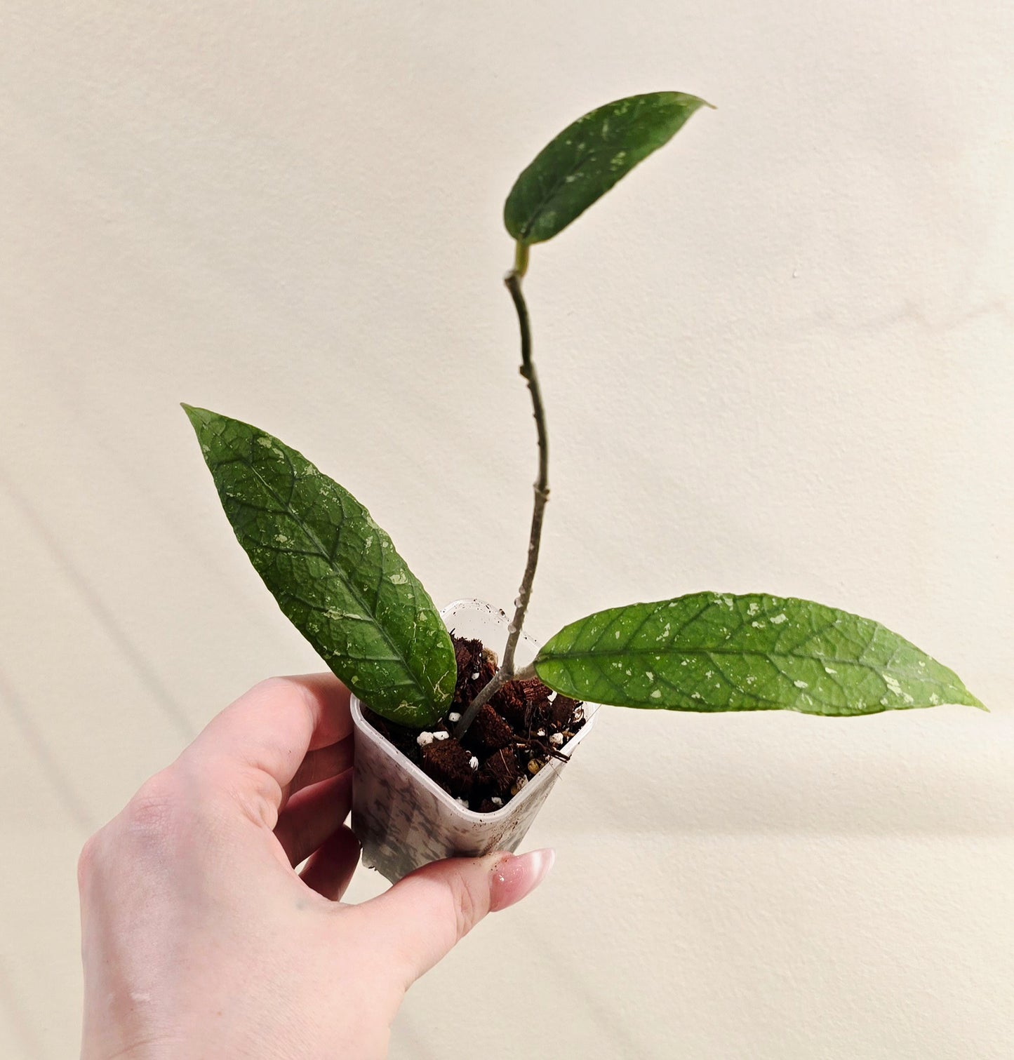 Hoya Aceh NAP 04