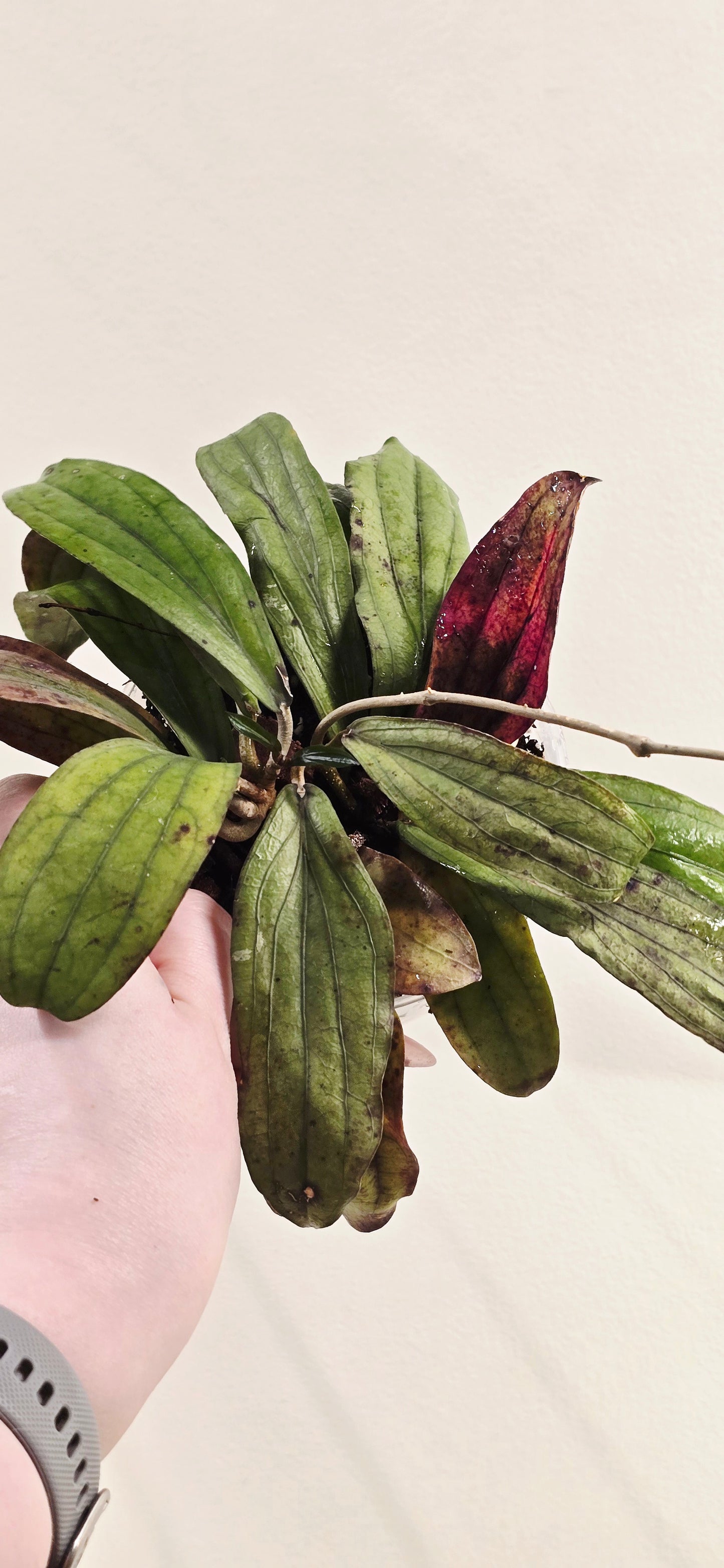 Hoya Erythrina GPS 10146