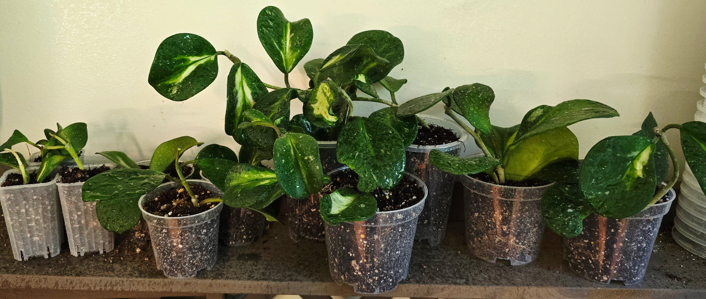 Hoya Obovata Inner Variegated Splash