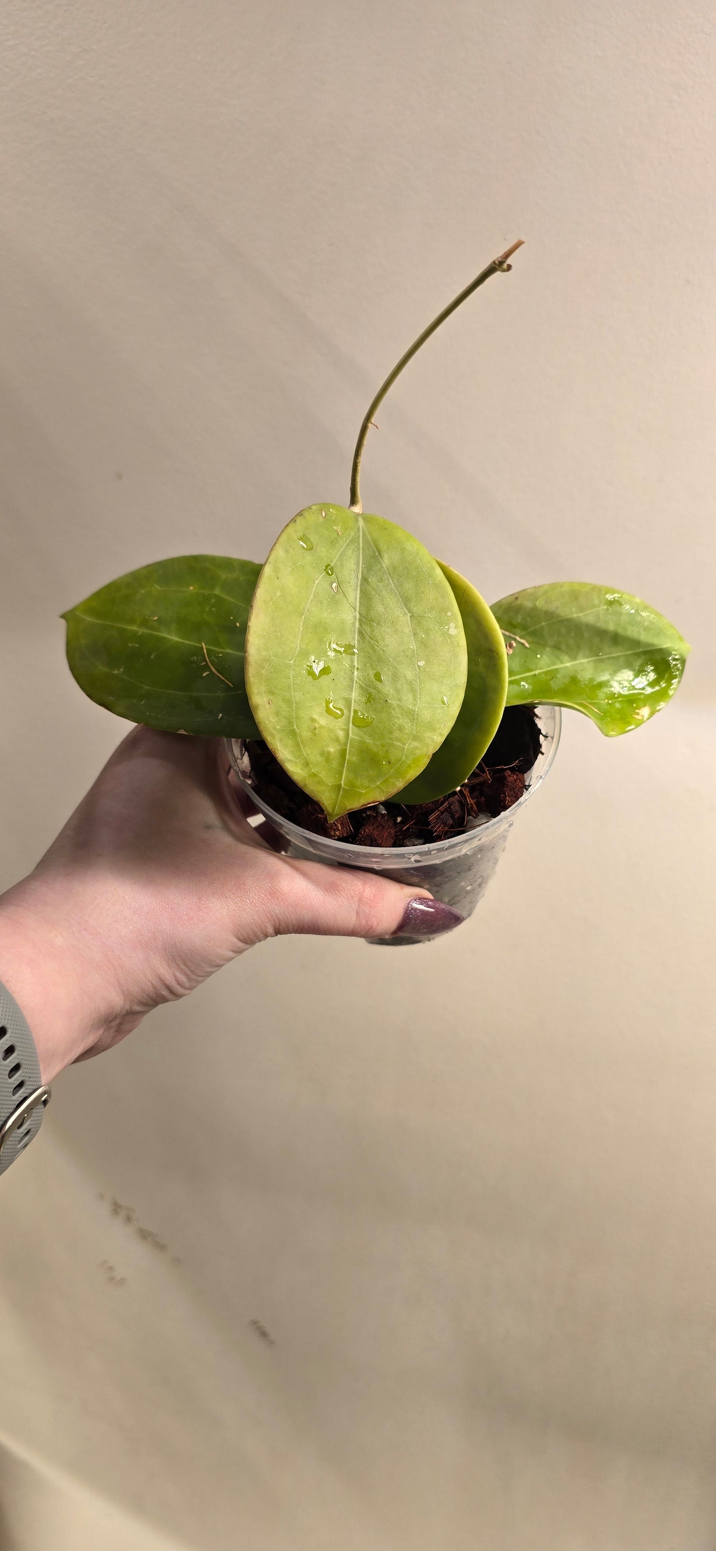 Hoya BP-03