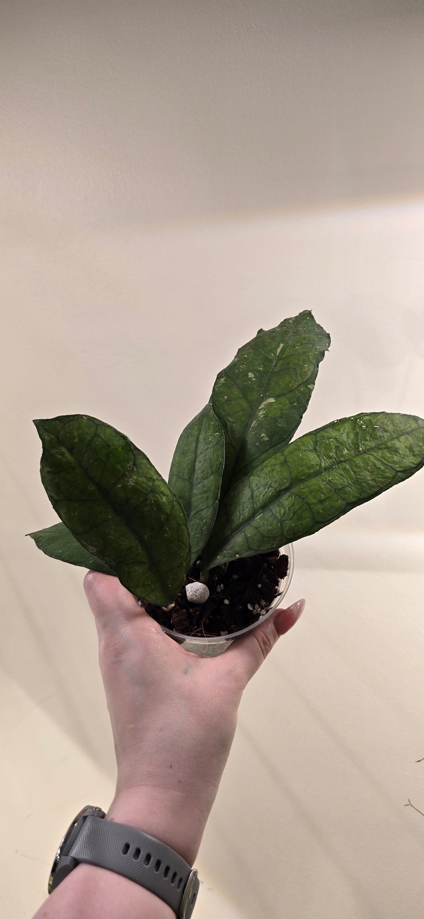 Hoya Finlaysonii Bahoi