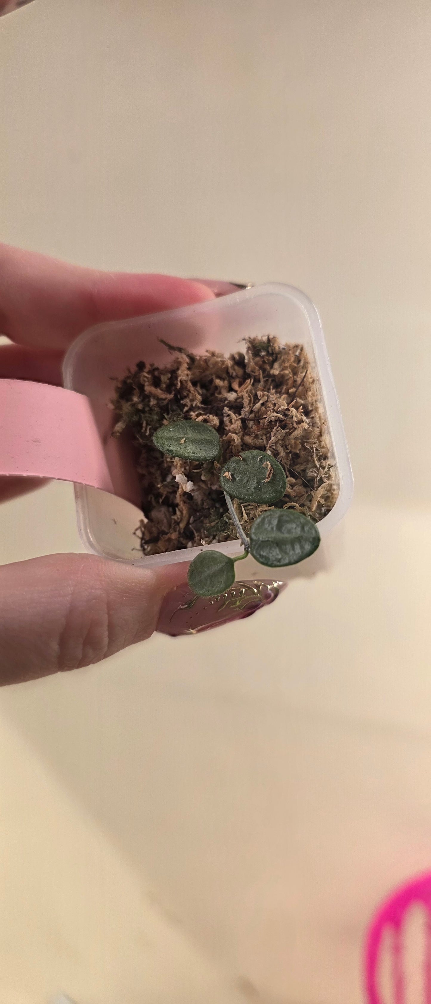 Hoya Serpens (Silver)
