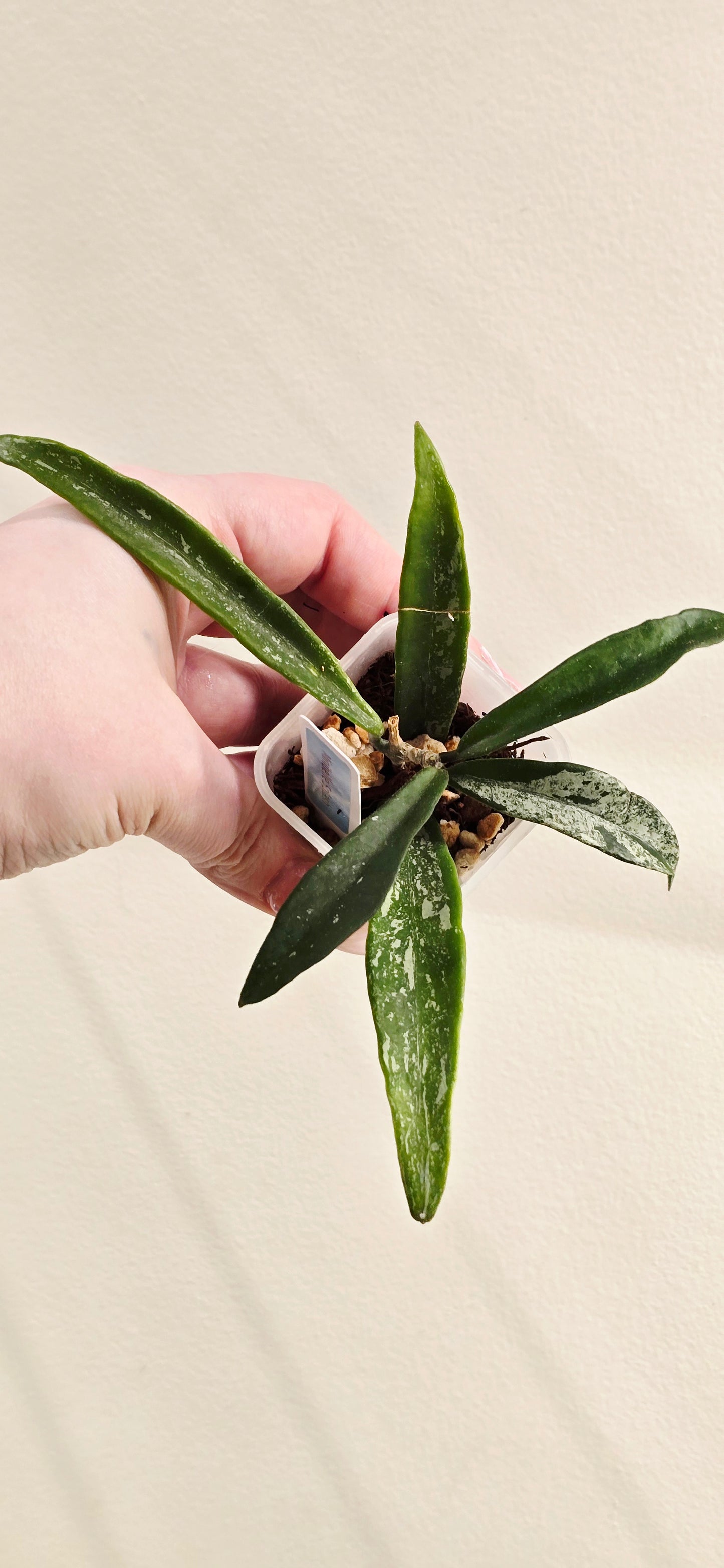 Hoya Minibelle Splash