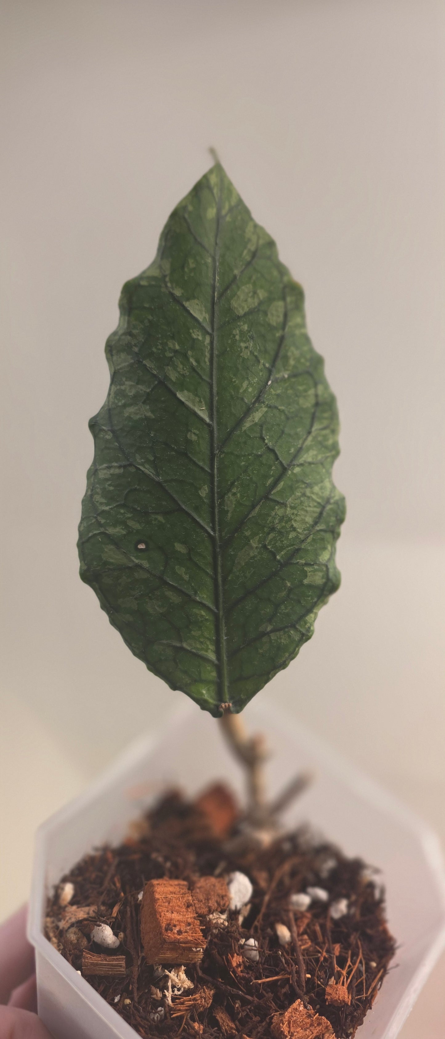 Hoya sp. Aceh TRV001 'Basilisk'