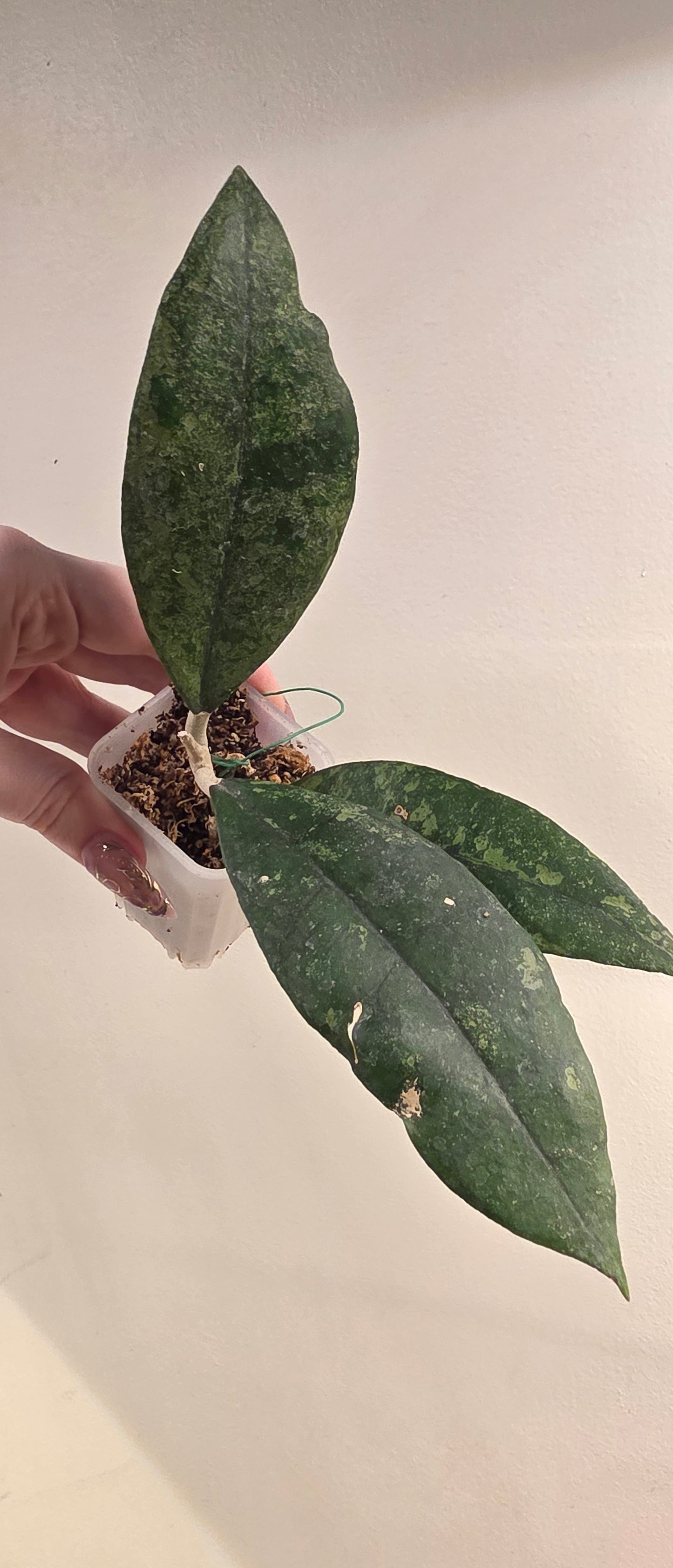 Hoya finlaysonii 'Panggah Silver' — Hoya cuttings and rooted plants from The Hoya Trove