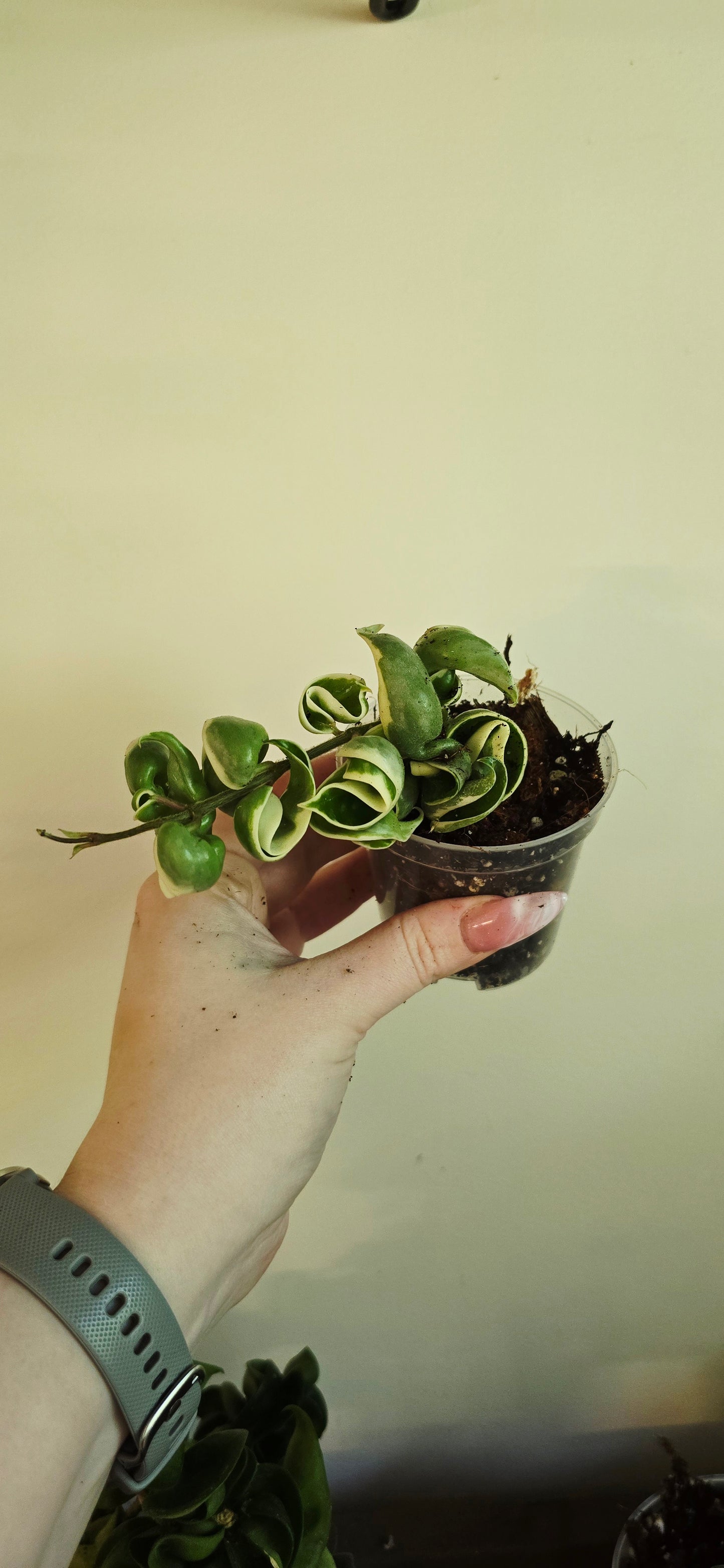 Hoya Carnosa Compacta Albomarginata (Hindu Rope)
