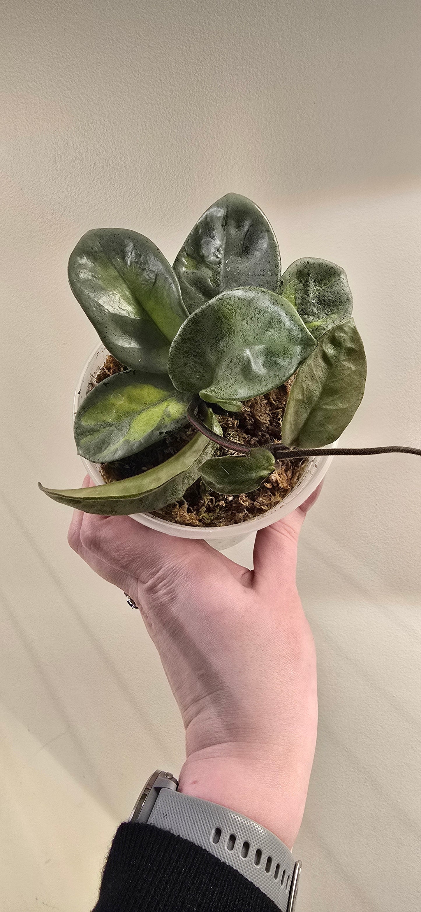 Hoya Argentea Princess