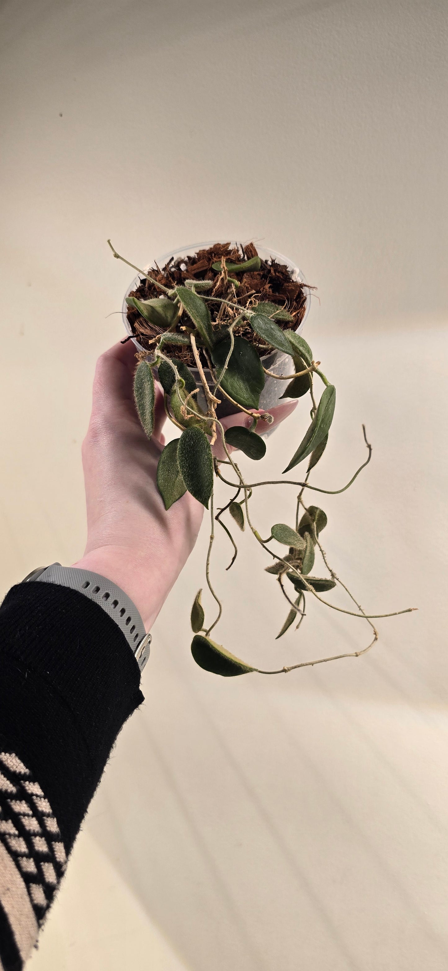 Hoya Thompsonii Pink