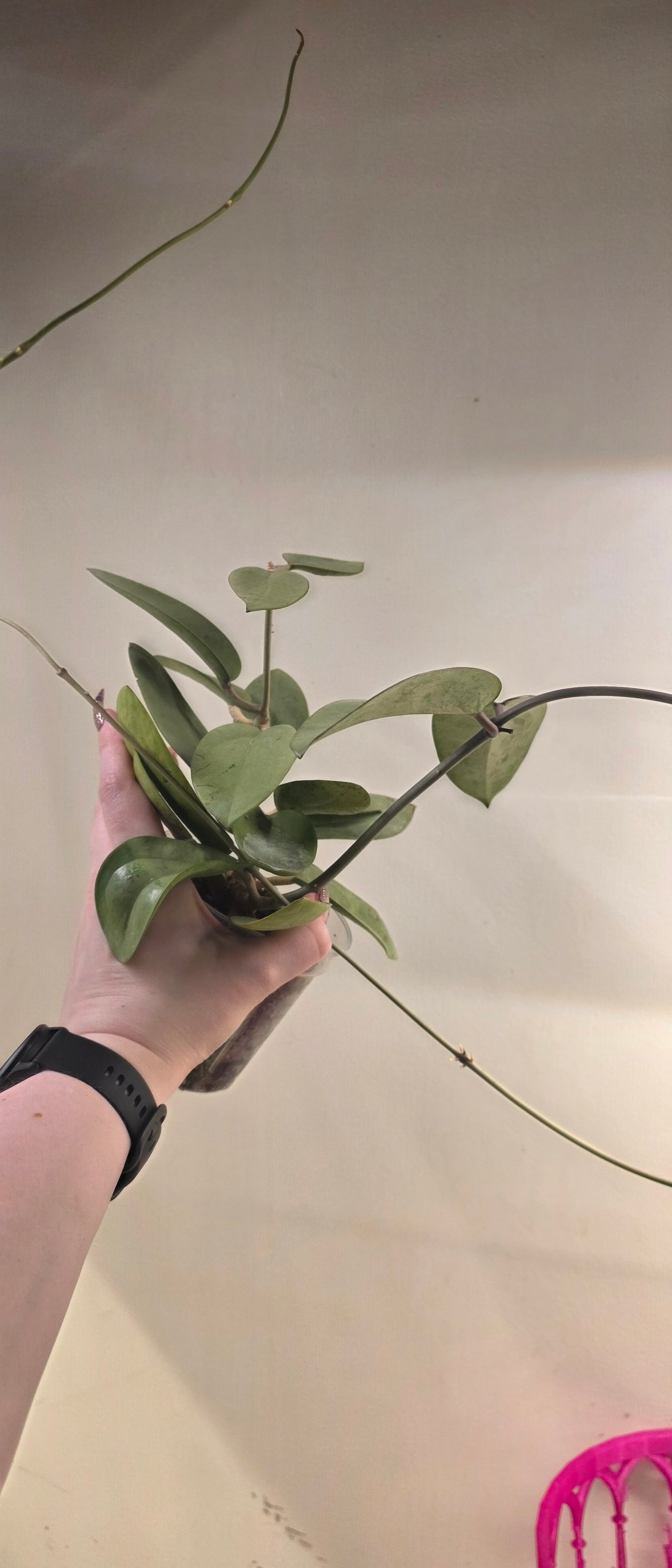 Hoya Silver Dollar