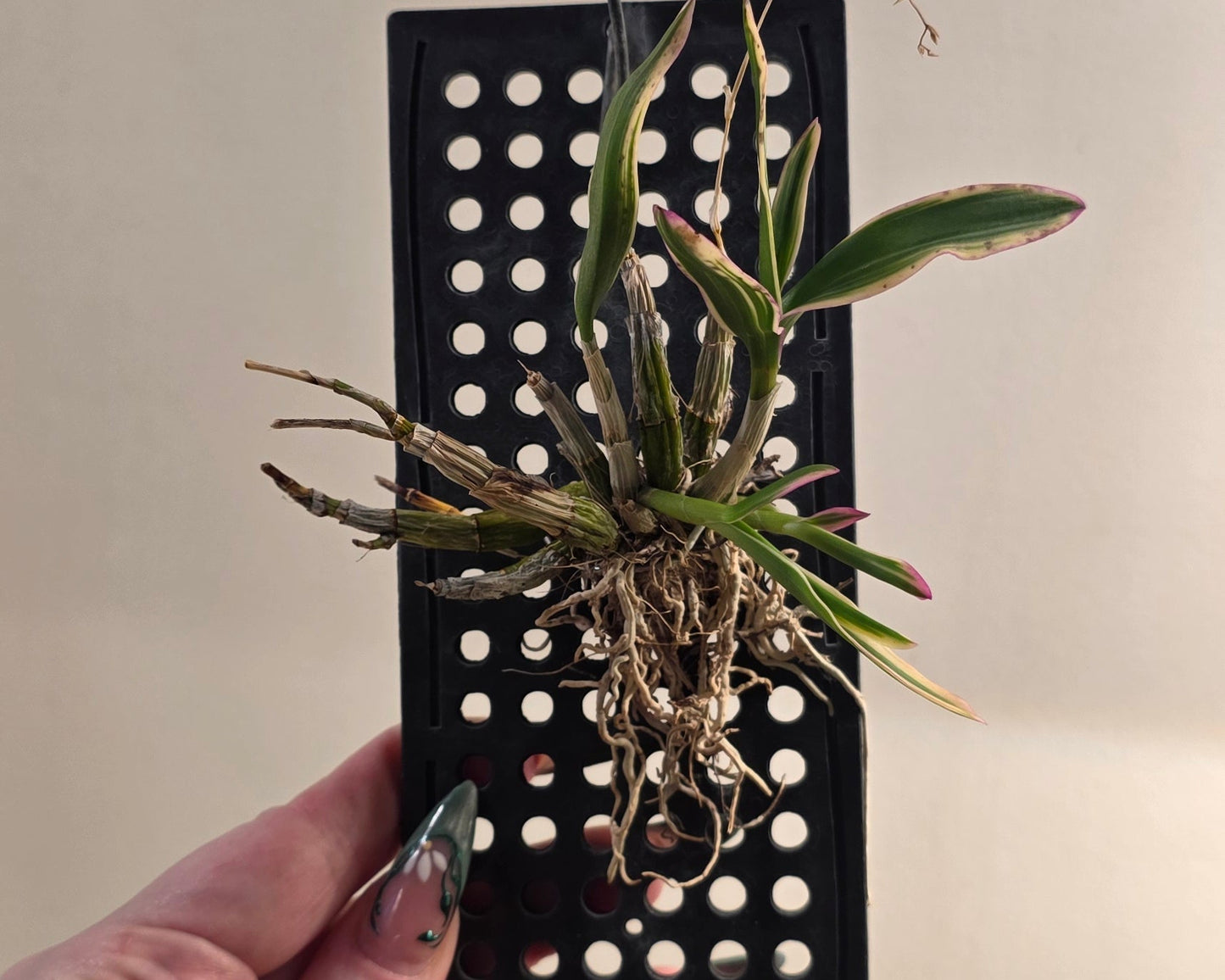 Dendrobium 'Thai Pearl' (Variegated Mini)