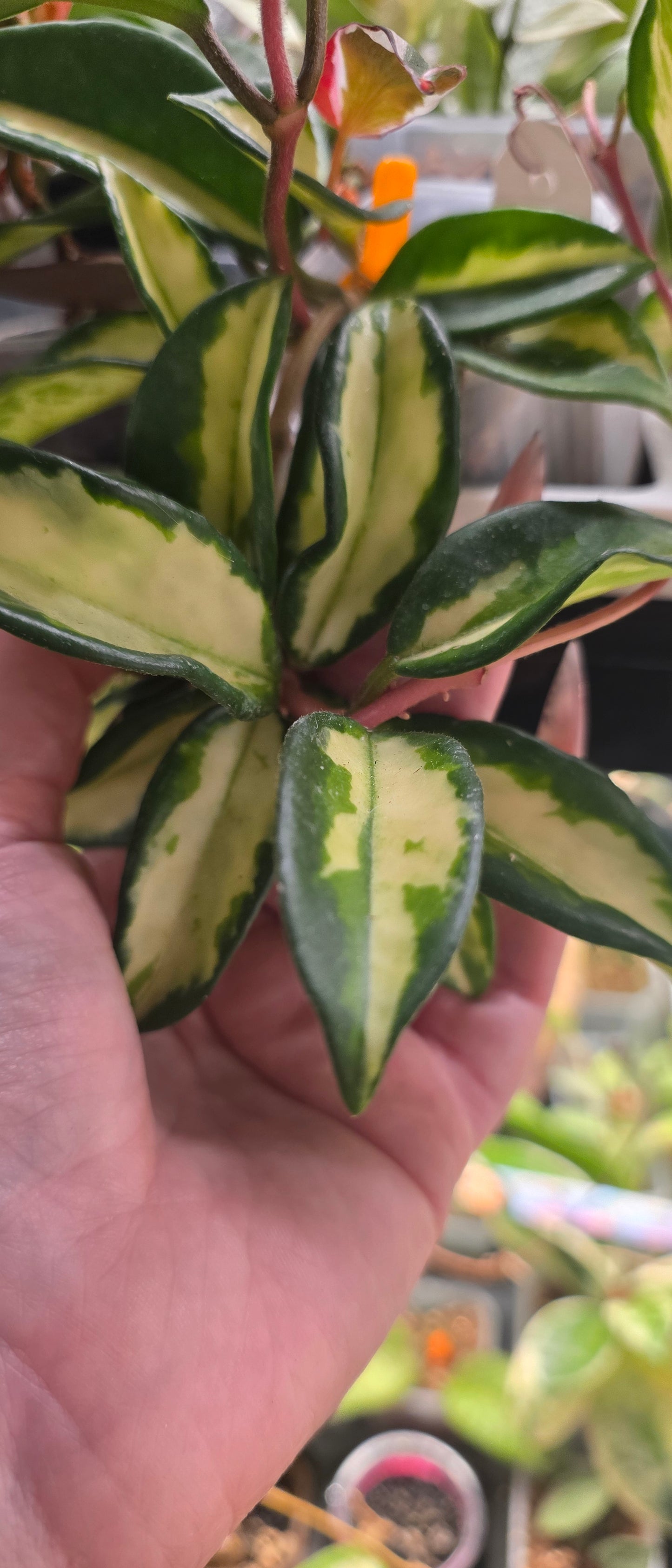 Hoya carnosa 'Suzie Q' (Inner Variegated) — Hoya cuttings and rooted plants from The Hoya Trove