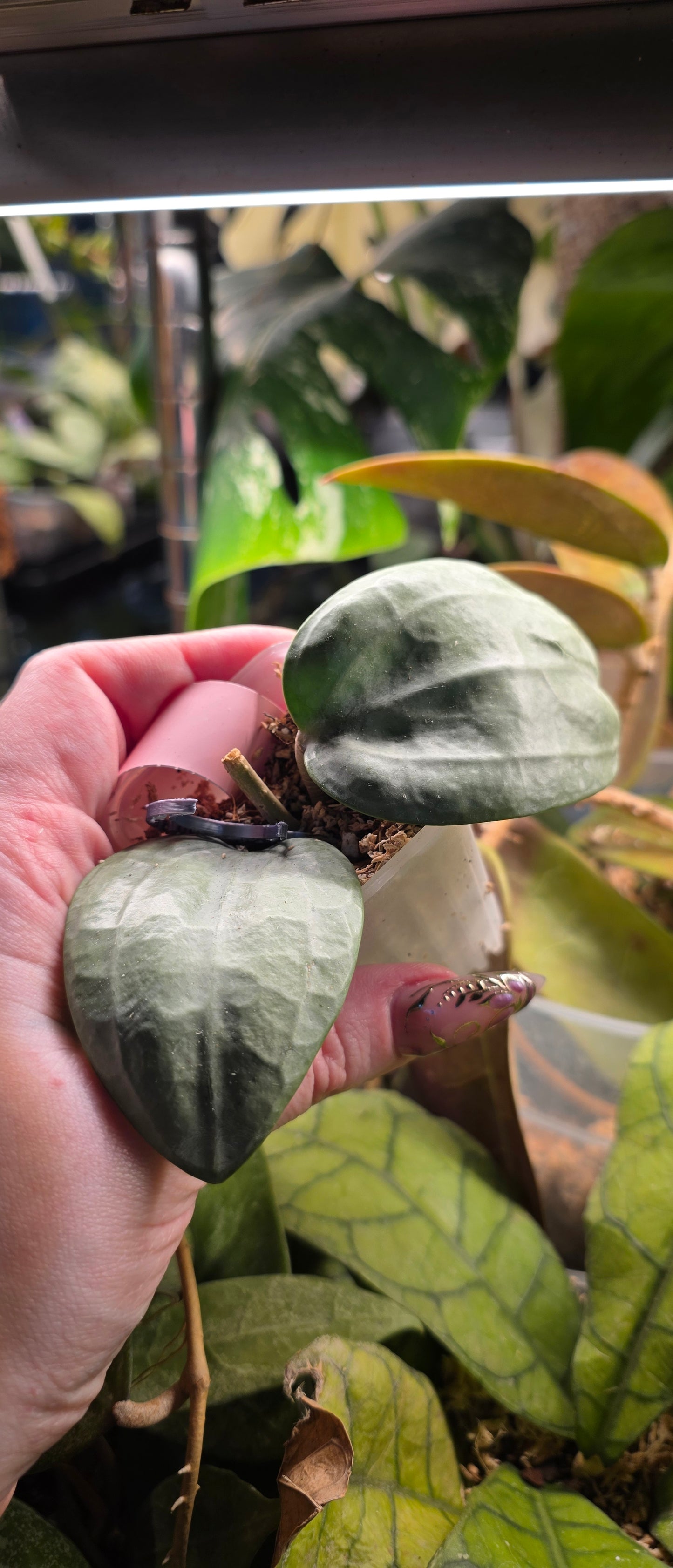 Hoya Latifolia 'Silver'