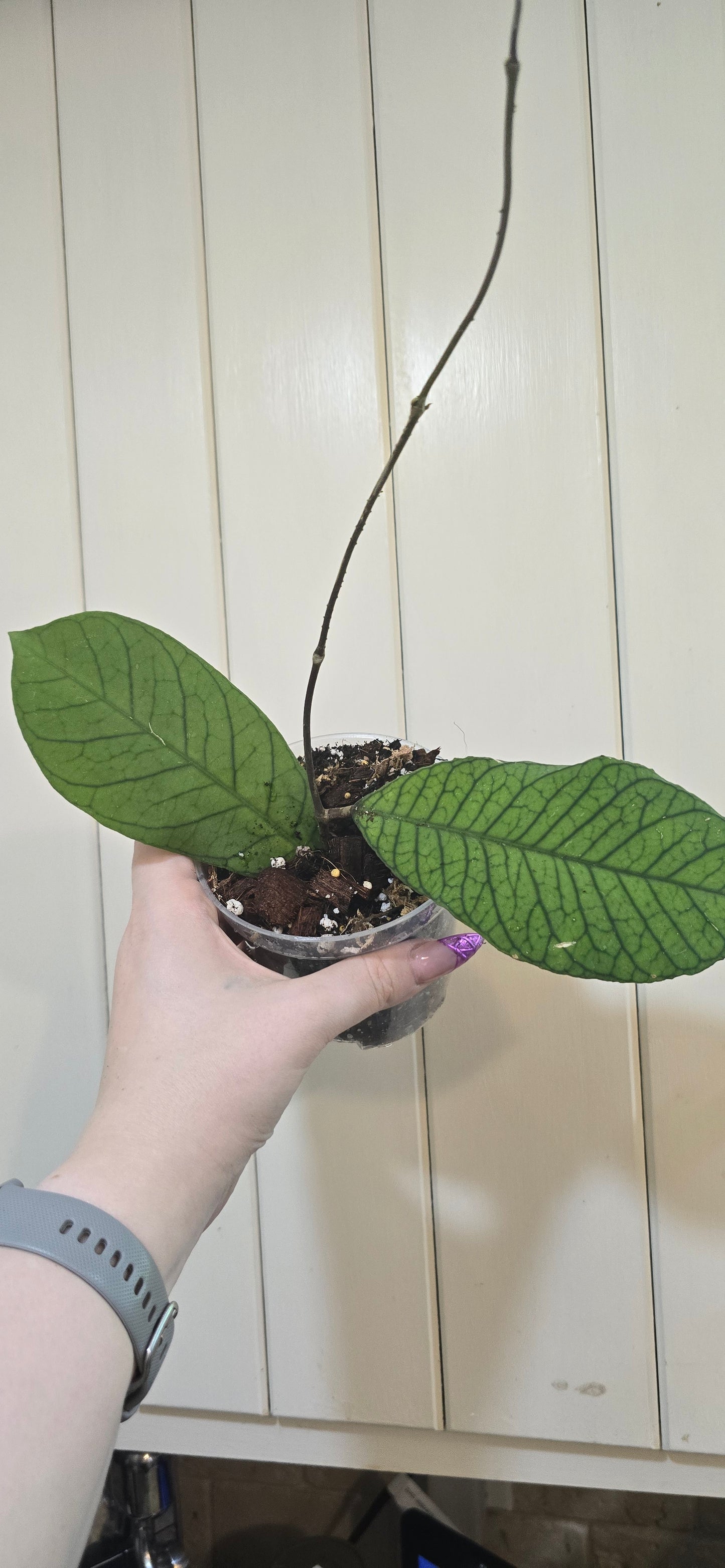 Hoya Sabah