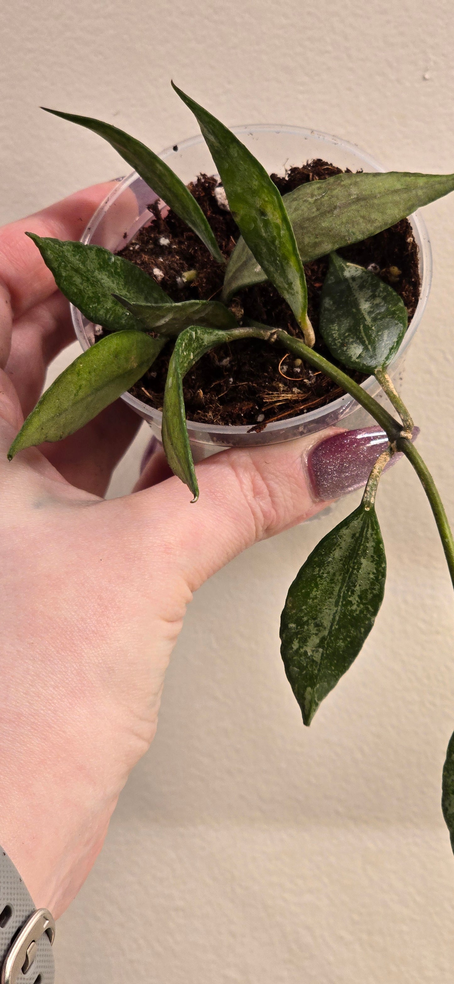 Hoya Lacunosa Royal Flush