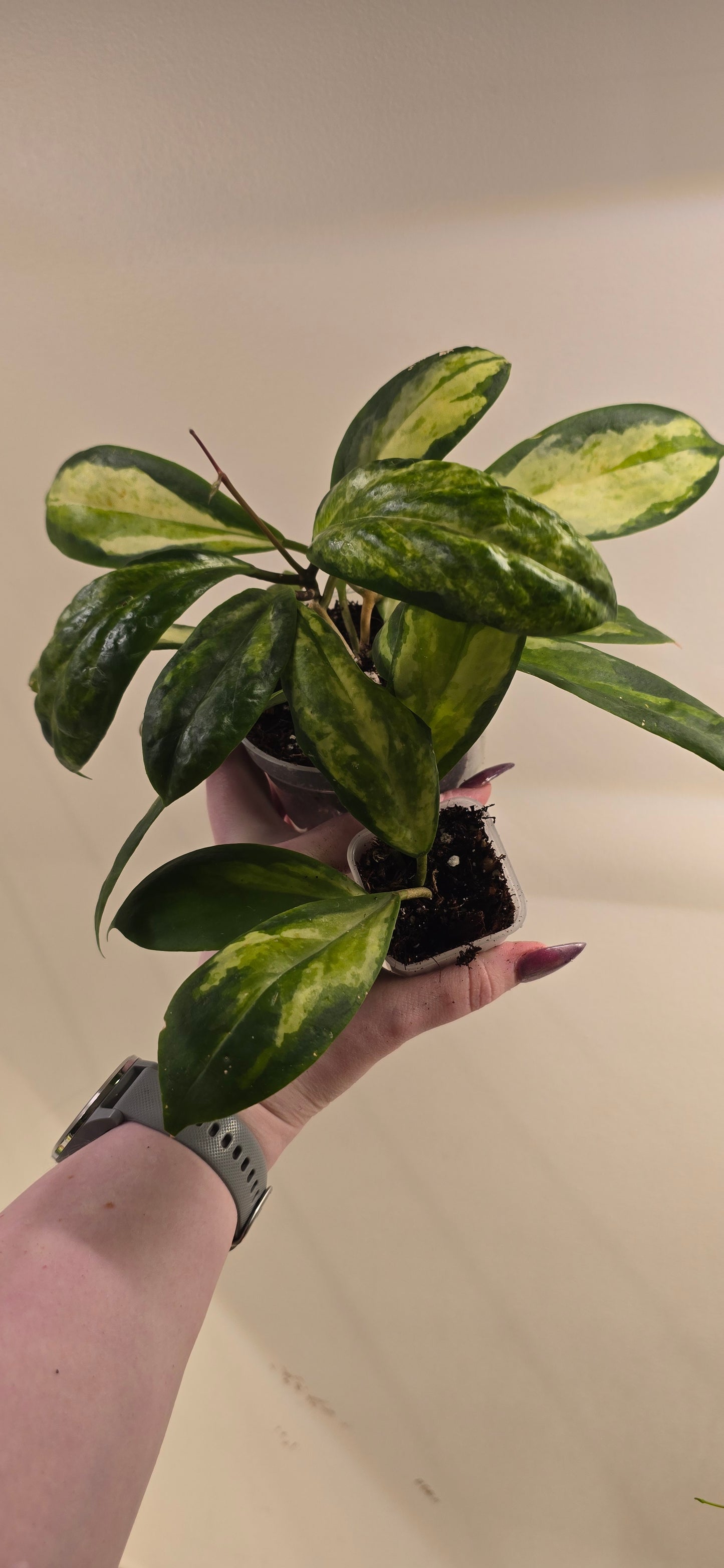 Hoya Incrassata Moonshadow