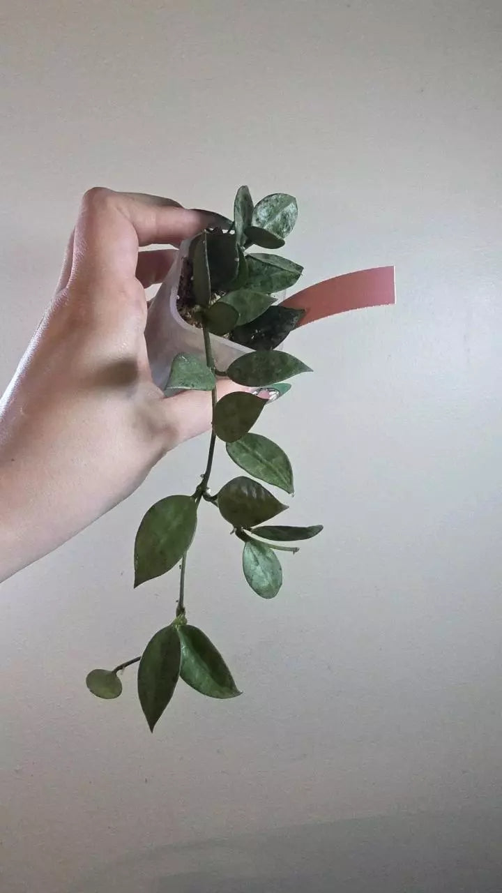 Hoya Lacunosa 'Gray Ash'