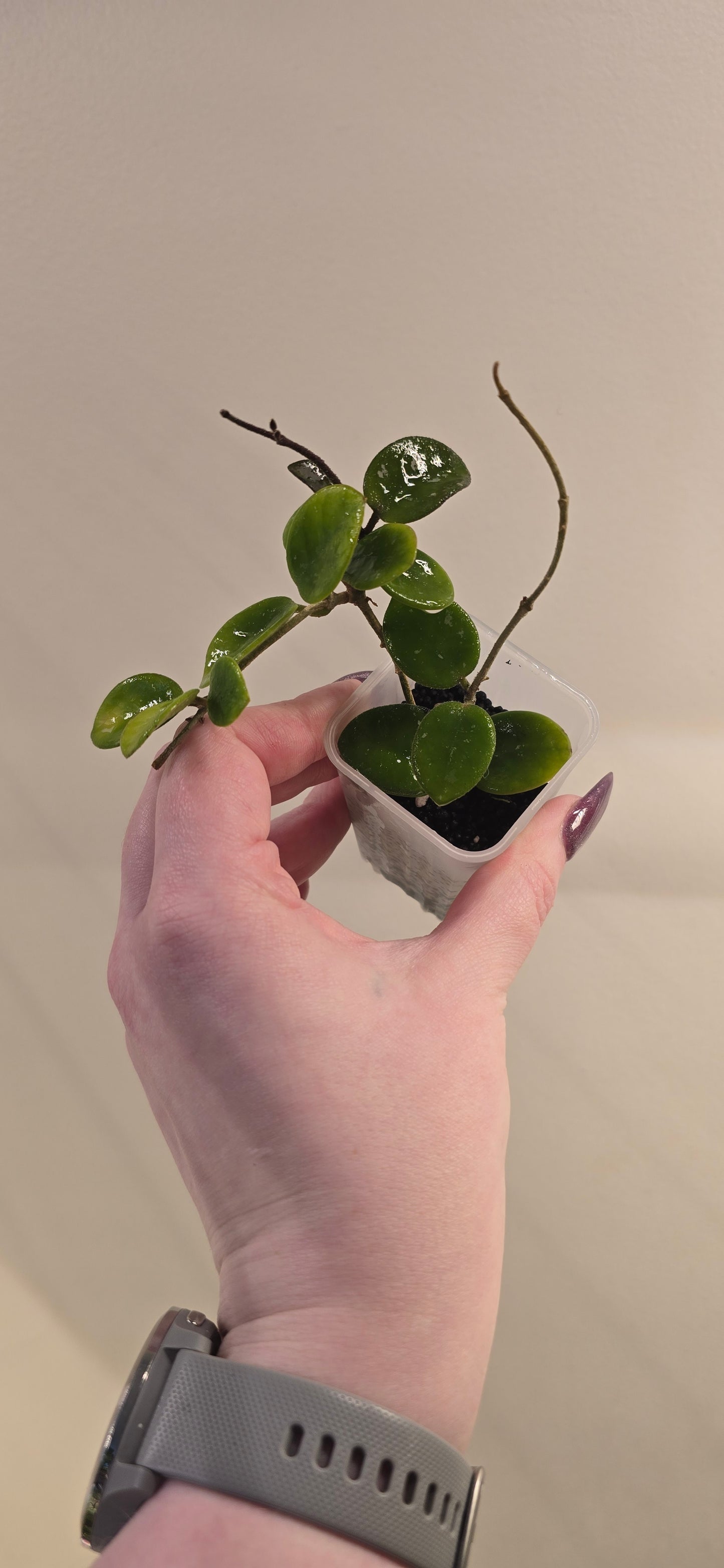 Hoya Mathilde
