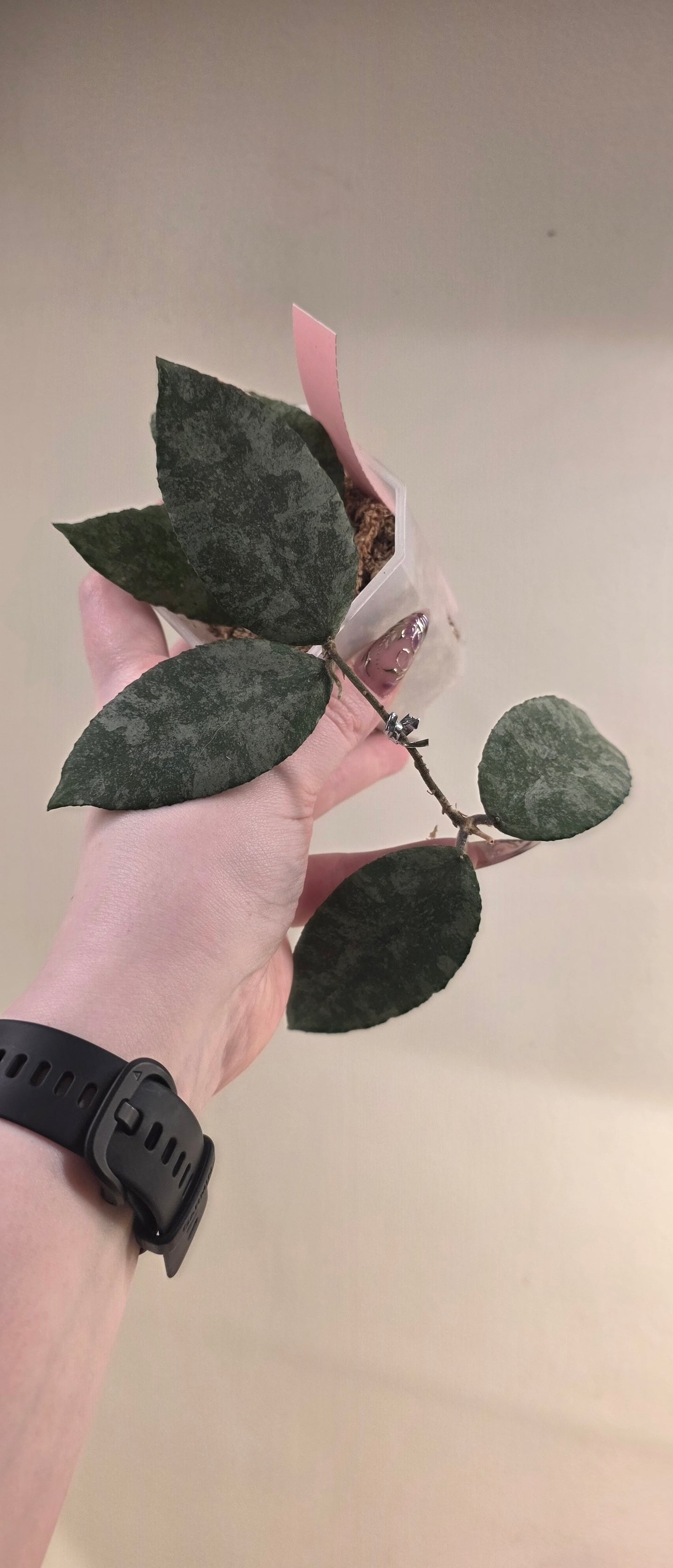 Hoya Caudata (Silver)