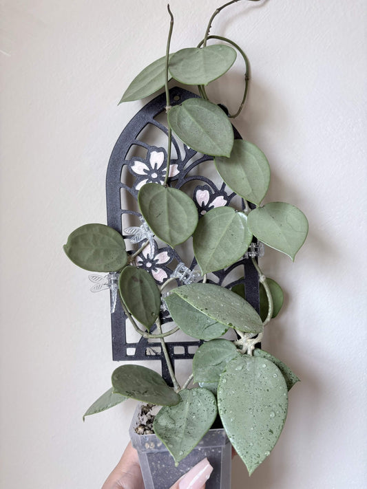 Image provided by CozyGirlComforts, Featuring a Hoya Verticillata Silver Heart on Stained Glass Trellis Collection - Cherry Blossom Dual Colored Trellis