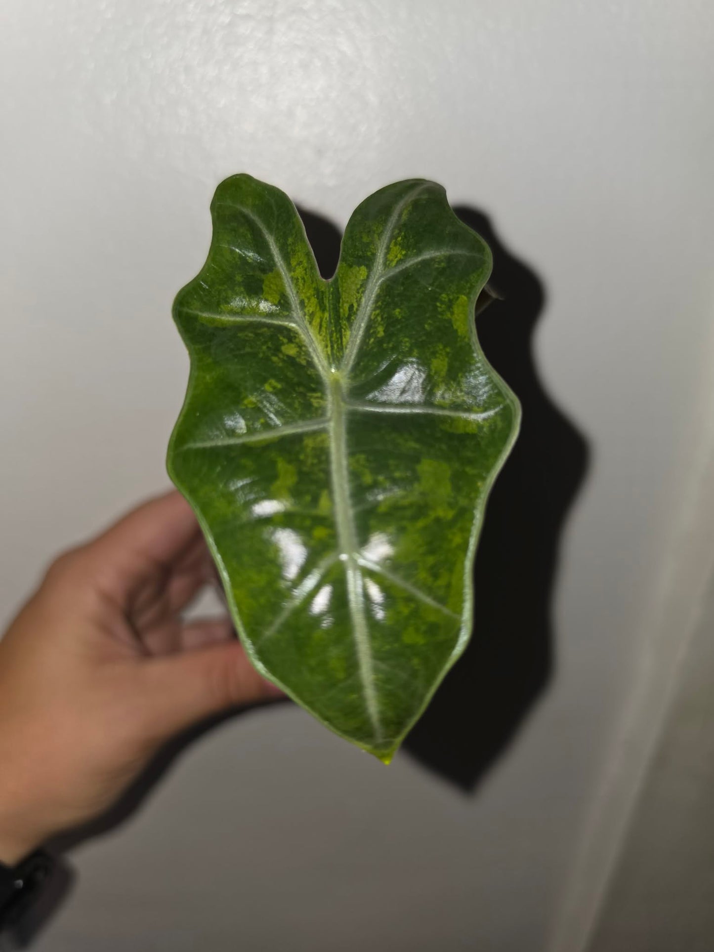 Variegated Alocasia Pseudo Sanderiana