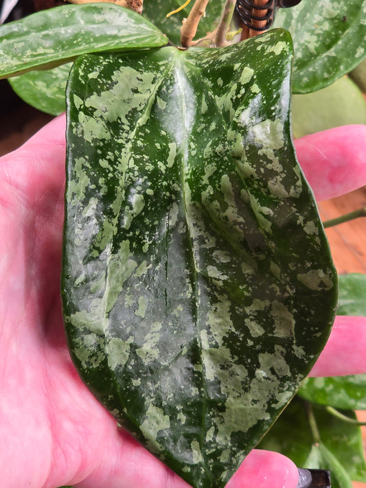 Hoya Latifola Snow Queen