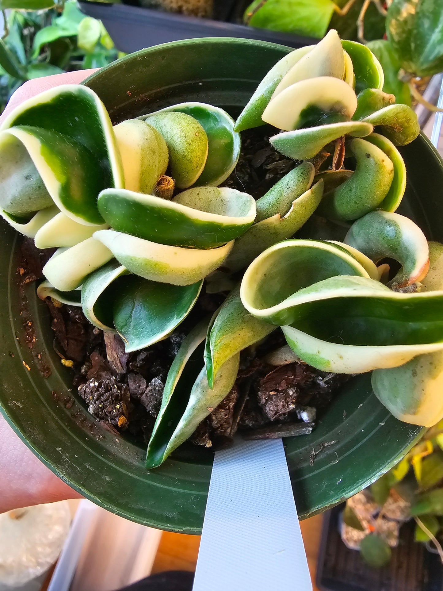 Hoya Carnosa Compacta Albomarginata (Hindu Rope)