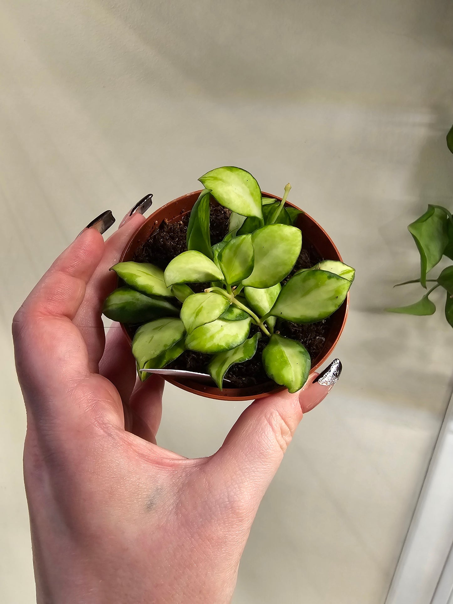 Hoya Heuschkeliana Variegata