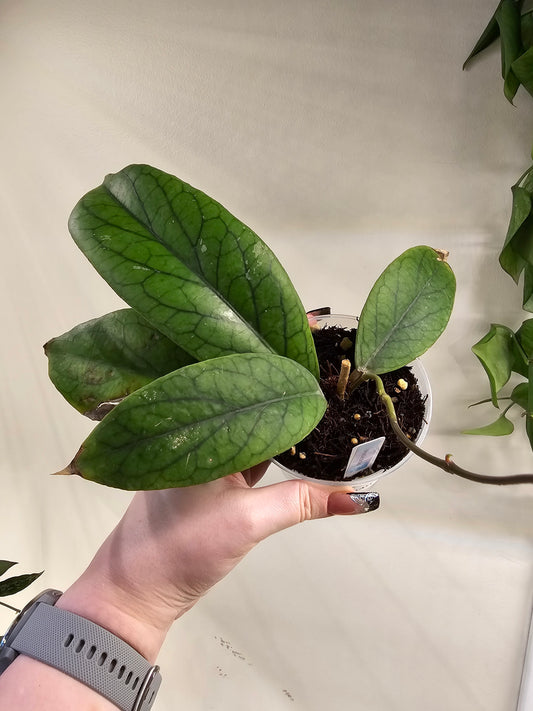 Hoya Vitellinoides