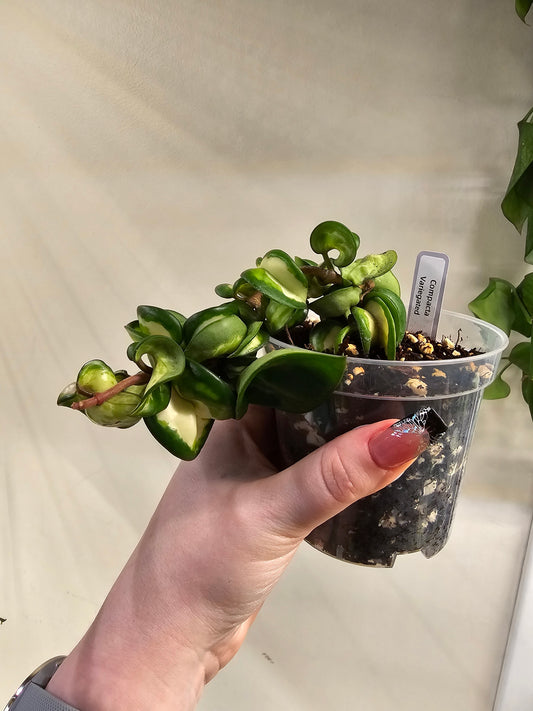 Hoya Carnosa Compacta Variegated/Mauna Loa (Hindu Rope)