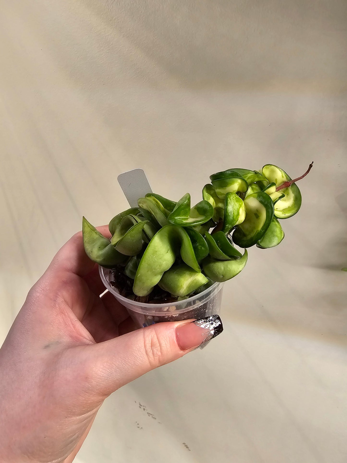 Hoya Carnosa Compacta Variegated/Mauna Loa (Hindu Rope)