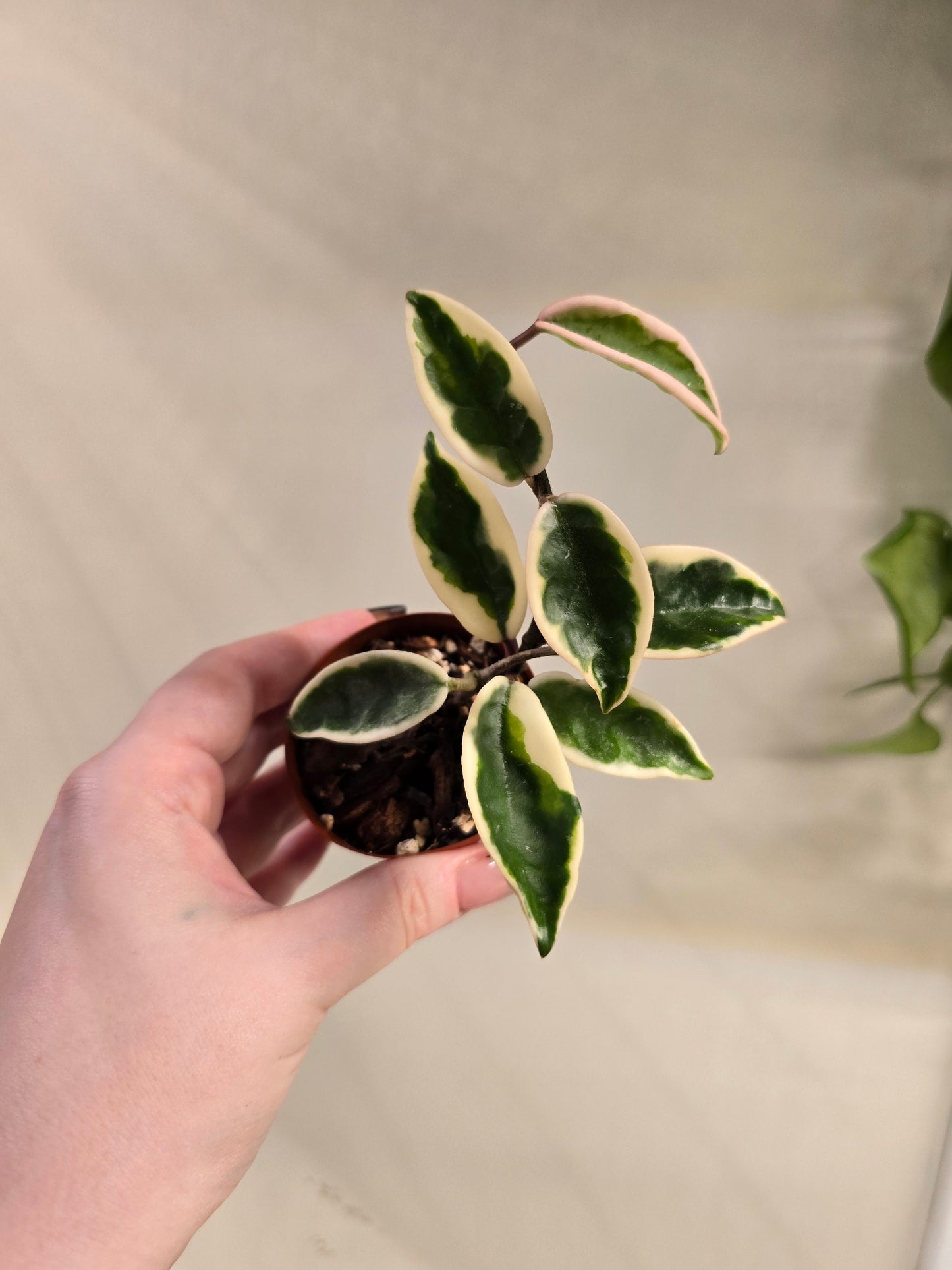 Hoya Carnosa Suzie Q