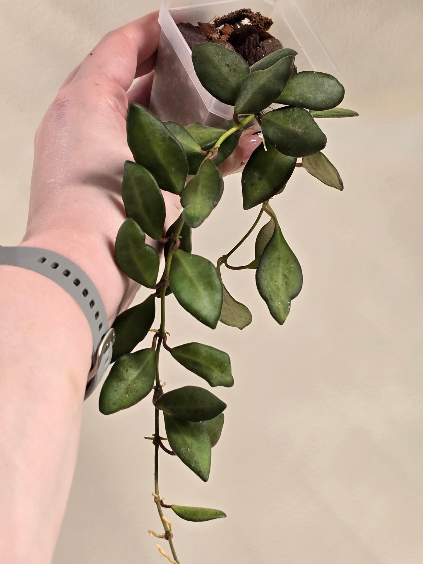 Hoya Sp. Aff. Burtoniae