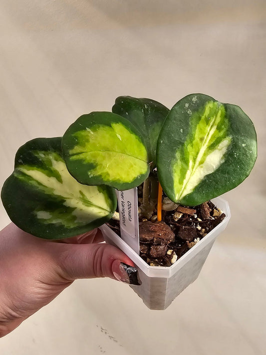 Hoya Obovata Inner Variegated