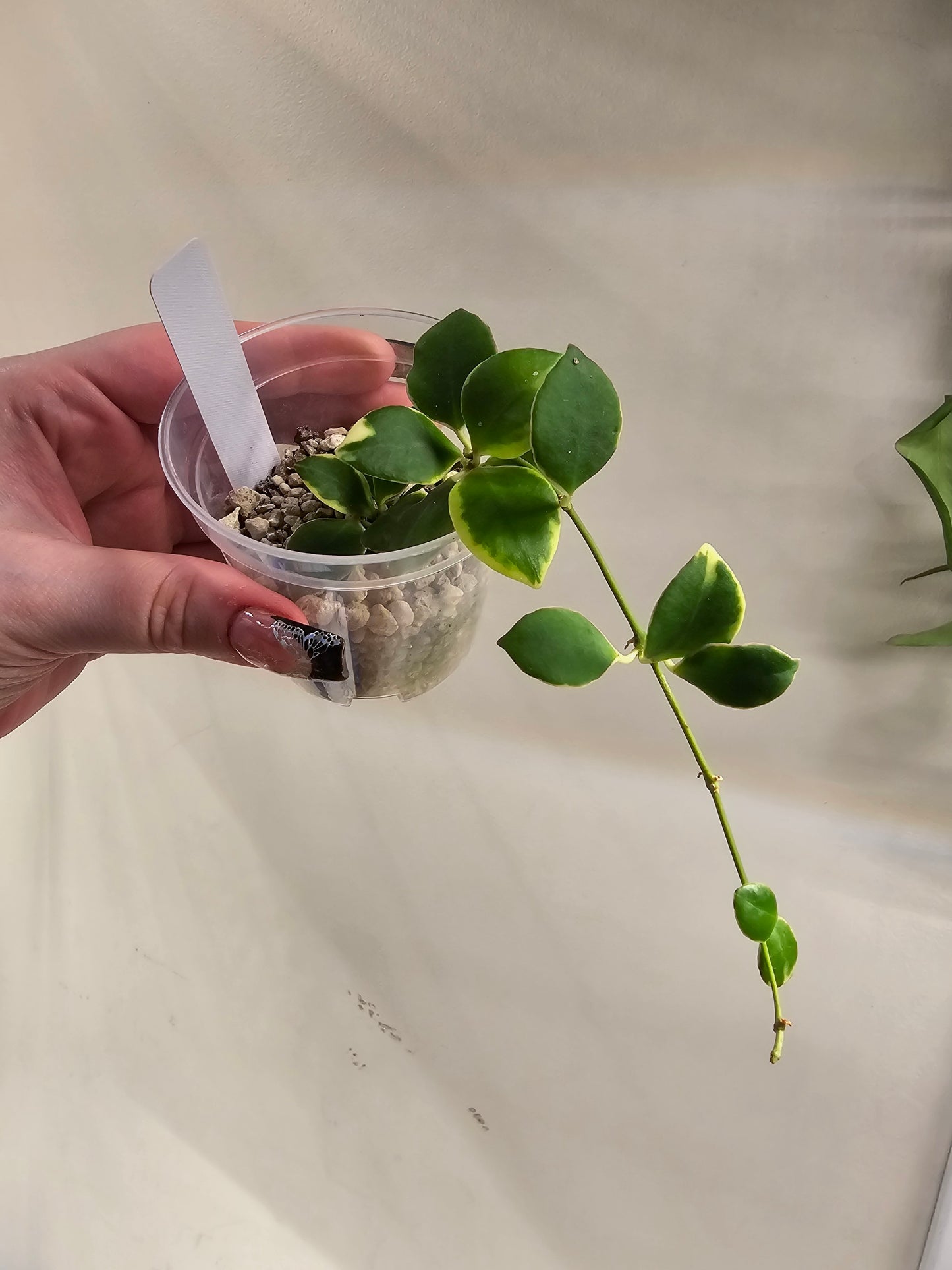 Hoya Heuschkeliana Albomarginata