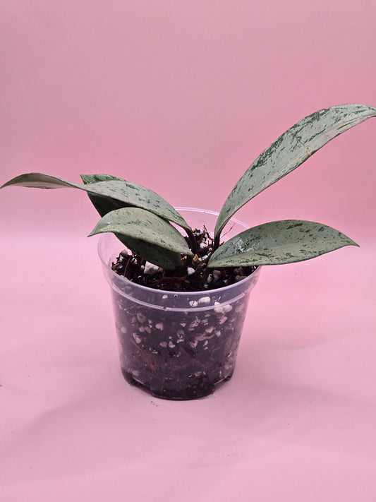 Hoya Publicalyx Pink Silver Ghost