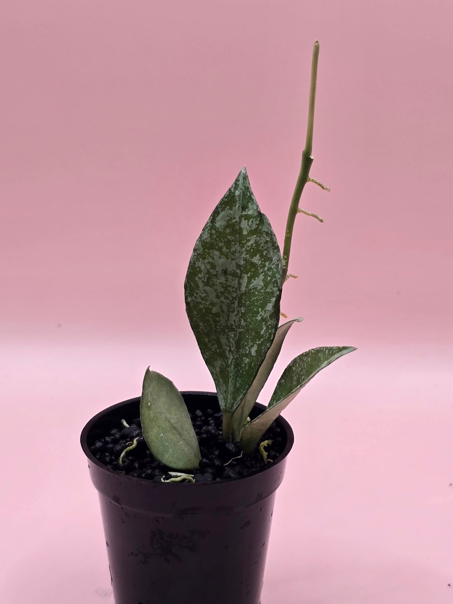 Hoya Lacunosa Green Mint