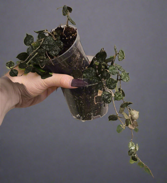 Hoya Curtisii