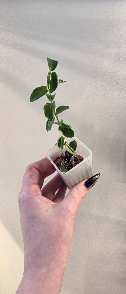 Hoya Cummingiana Albomarginata