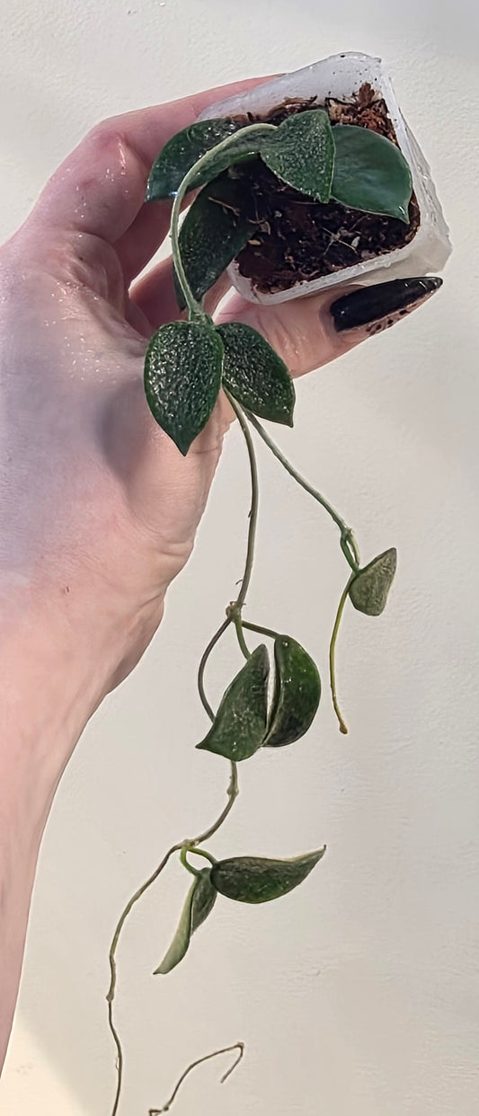 Hoya Thompsonii Pink