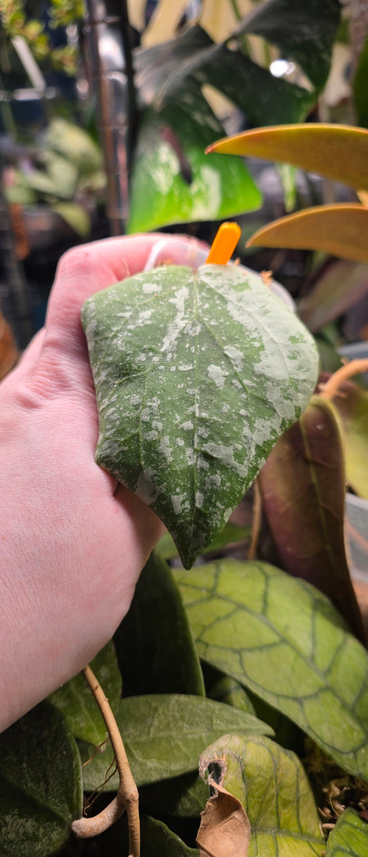 Hoya Imbricata x Cinnamomifolia