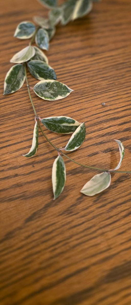 Hoya Lacunosa 'Princess Lumina'
