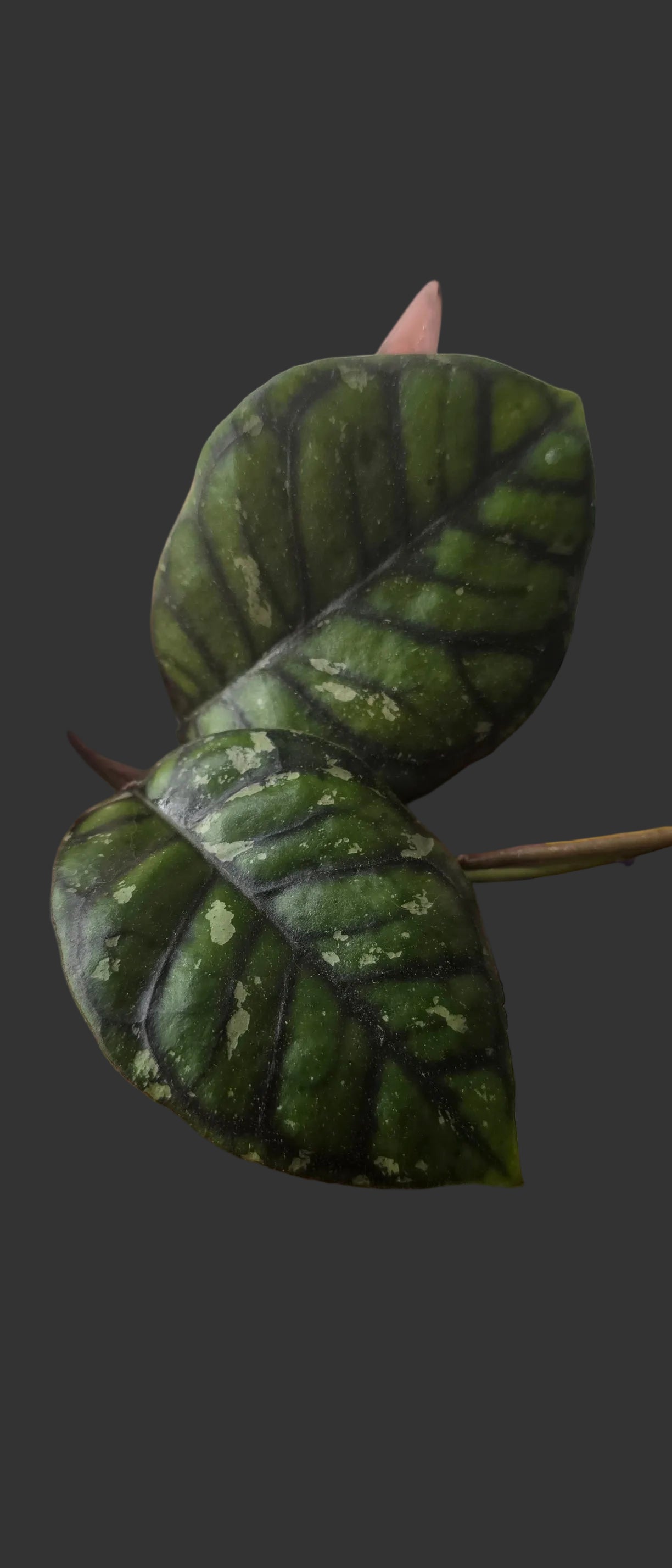 Hoya Callistophylla 'Chibi'