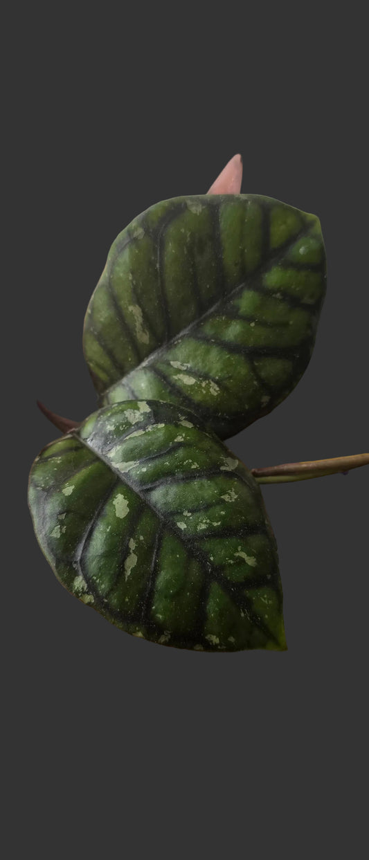 Hoya Callistophylla 'Chibi'