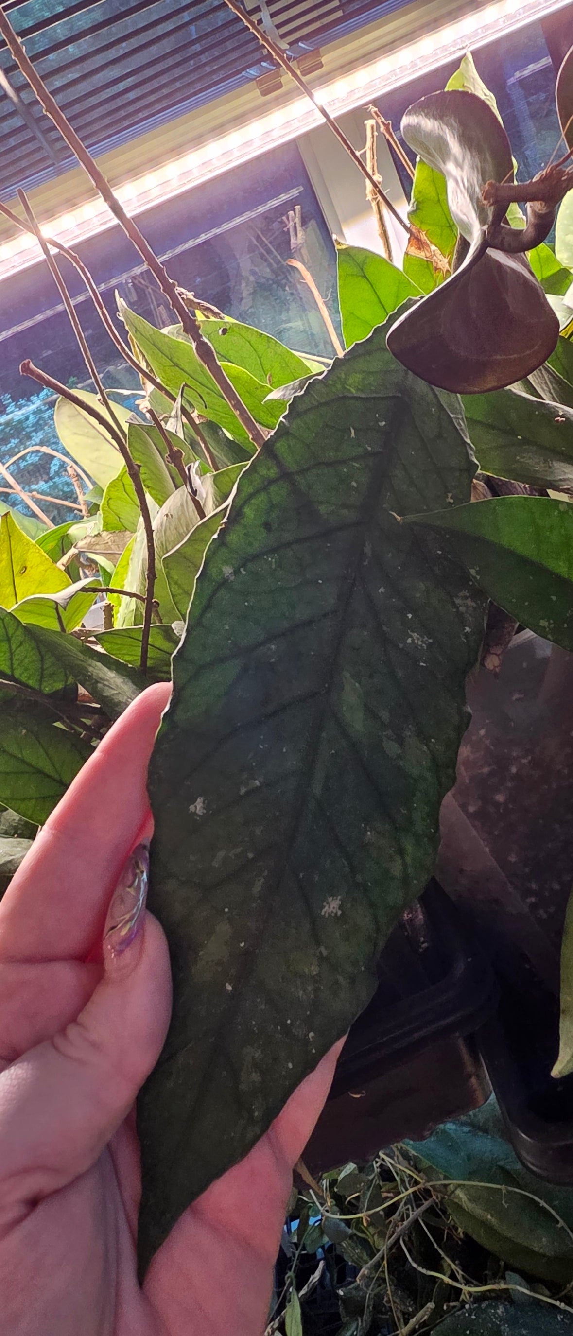 Hoya sp. Aceh TRV007 'Serpent's Tongue'