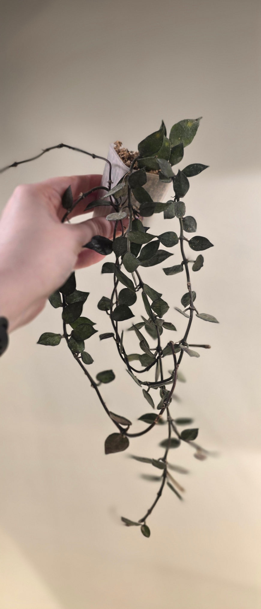 Hoya Lacunosa Black Small Leaf