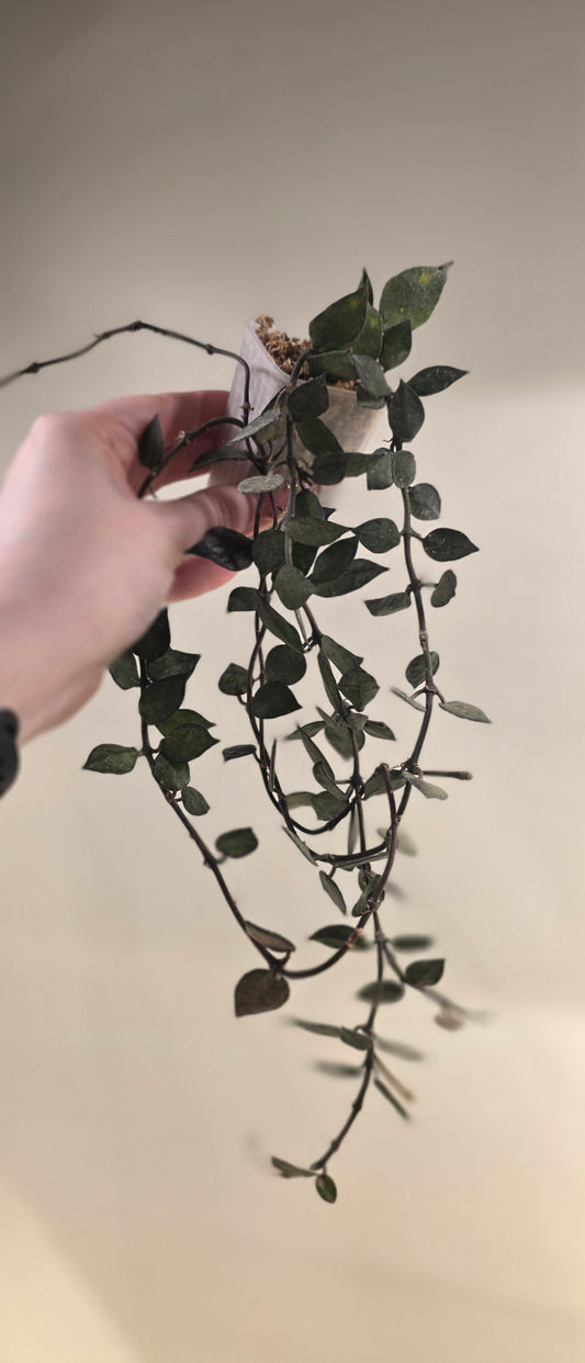 Hoya Lacunosa Black Small Leaf