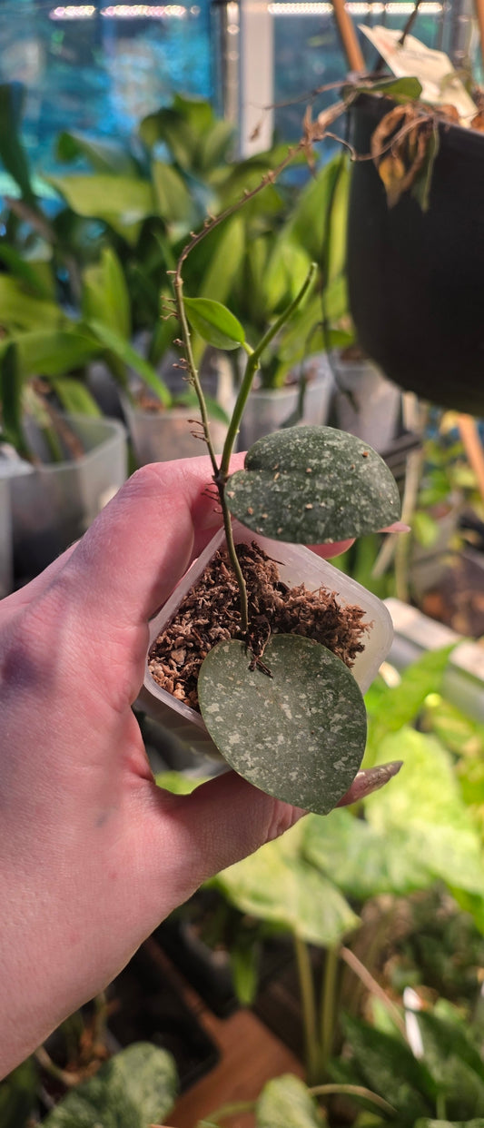 Hoya Imbricata x Elliptica